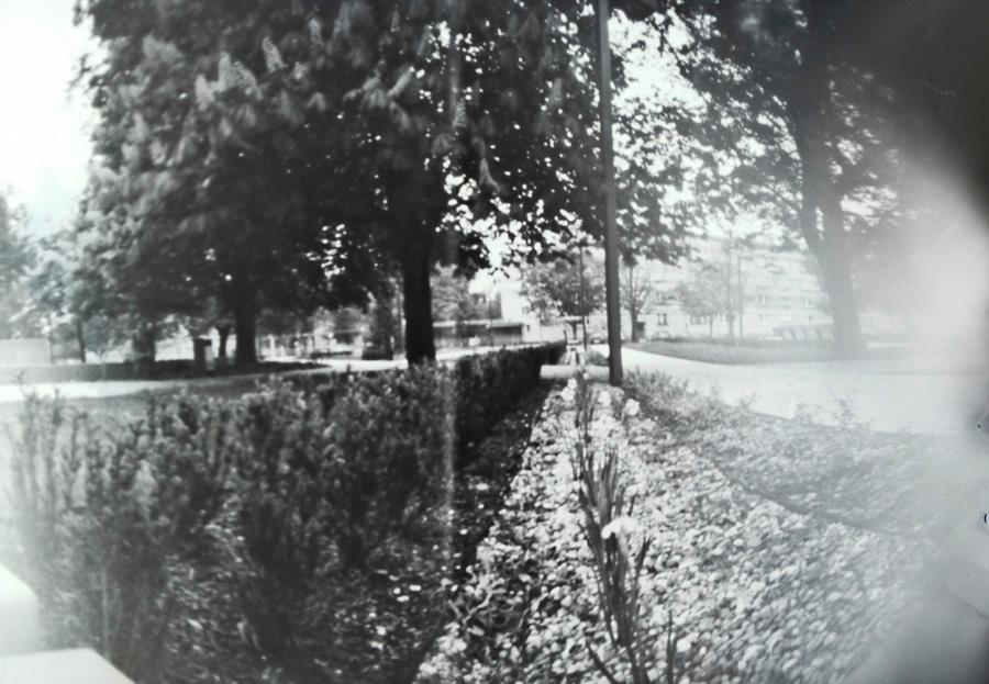 Czarno-białe zdjęcie parku