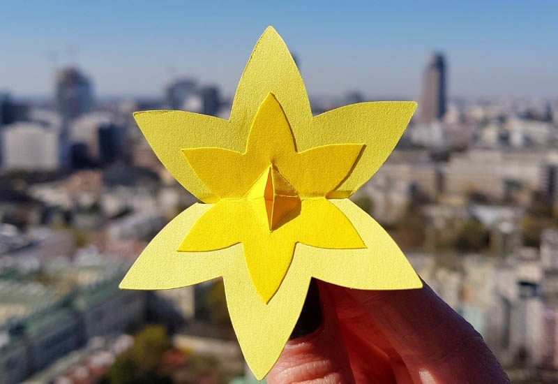 Papierowy, żółty żonkil, symbol akcji społeczno-edukacyjnej Żonkile
