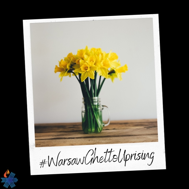 Pictures from the 2019 Warsaw Ghetto Campaign - Daffodills