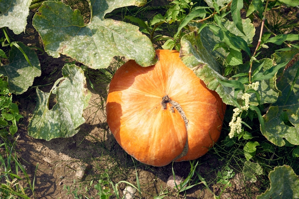 Na obrazie widzimy dużą dynię.