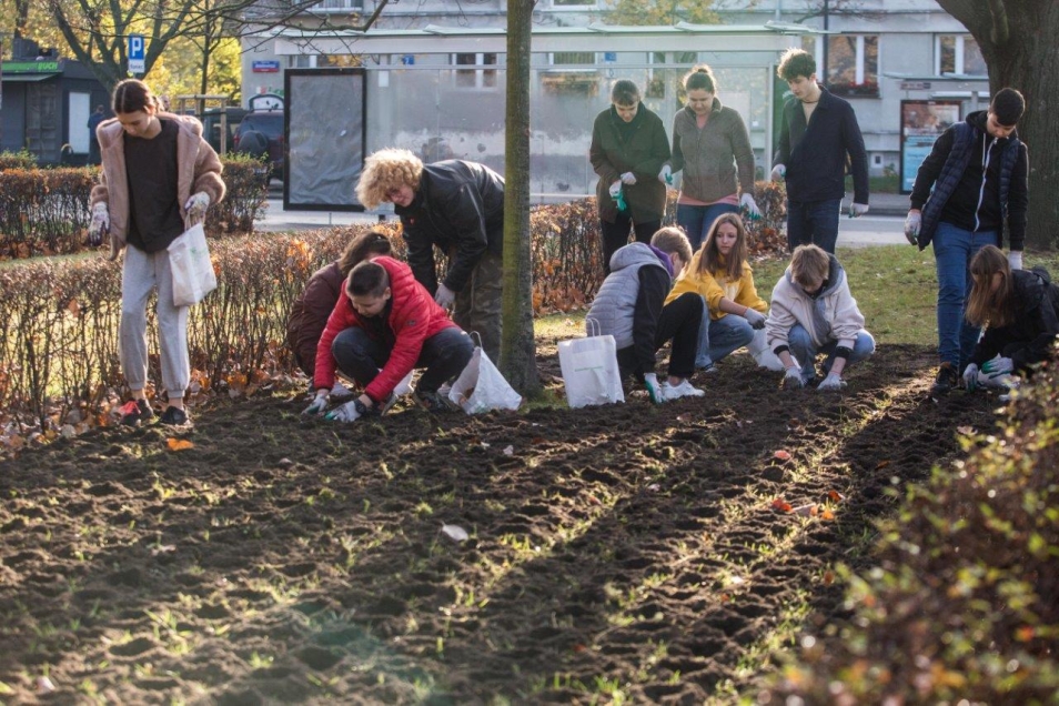Młodzież i wolontariusze sadzą tulipany im. Ireny Sendler na skwerze przy Muzeum POLIN.