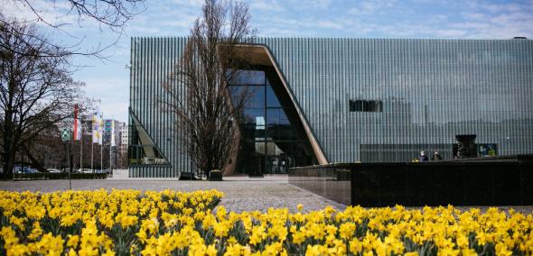 Trawnik z kwitnącymi żonkilami przed budynkiem Muzeum POLIN.