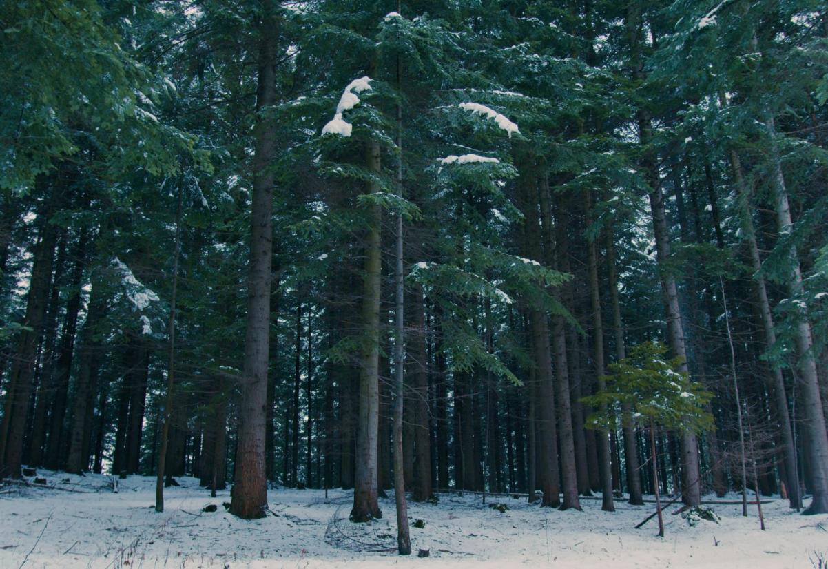 Świerkowy las zimą