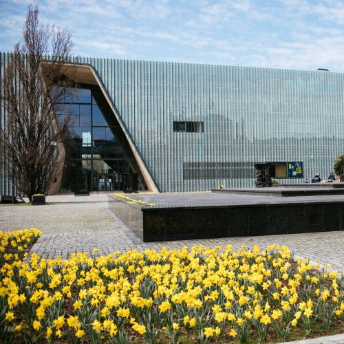 Pomnik Bohaterów Getta po prawej stronie. Przed pomnikiem po lewej rabata pełna żonkili. W tle widoczne Muzeum POLIN - wejście do muzeum.